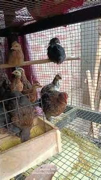 👉 মুরগি খাবার নষ্ট করছে? কারণ ও সমাধান | Poultry Feeding Problem 🐔 ✔️ (BEST)