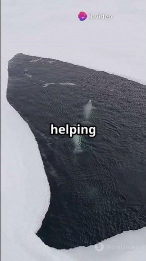 🐋 This Whale Can Smile and Sing? Meet the Beluga! 💙