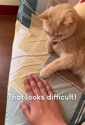 Amazing Cat Performs Mind-Blowing Magic Trick! #Shorts #Cats
