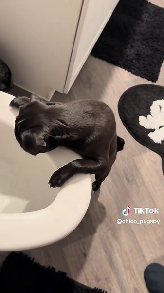 Funny Dog Reactions to Toilet Flushing