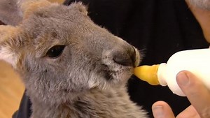 Therapy kangaroo program for veterans in jeopardy