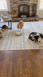 102K views · 1.4K reactions | Biggie and Jazz are on the case ‍♀️ thanks for all the robot vacuum suggestions! We went with a Lefant brand off Amazon mostly because of the really affordable price and good reviews from everyone. I’ll let you know how we like it! So far easy set up, returns to the unit to charge and I programmed it to clean when we are sleeping | The Big House Cats | Facebook