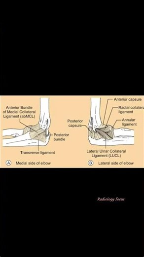 Elbow joint Anatomy And Positioning