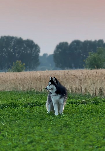 Siberian Husky Puppy Wolf Sounds: Cute Husky Moments