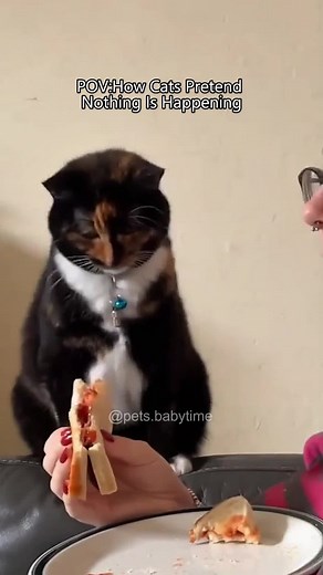 Understanding Cat Behavior: What Embarrasses Cats?