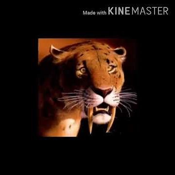 Saber Tooth Tiger Roar 🐅 🔊
