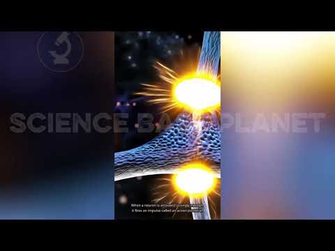 What Are Neurons? — The Electric Cells That Run Your Brain