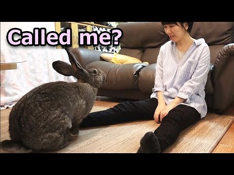 Giant Rabbit Coming When Called (and Jumping on Human's lap) 呼ぶと来るフレミッシュジャイアントうさぎ