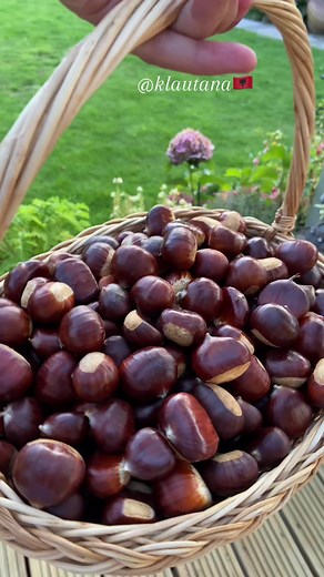 Traditional Roasted Chestnuts in the UK
