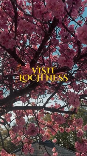 Planning a trip to Loch Ness? Here are some of the fantastic, local viewpoints you can enjoy on your visit! You can also head to our Essential Visitor Information Page to help you make the most of your visit! From hand feeding friendly highland cows, to guided fishing trips and small group boat tours on Loch Ness, there is plenty to enjoy! ⭐️ 🔗 https://www.lochnesstravel.com/touristinformation #lochness #scotlandtravel #highlandcows #boattrips #fishingscotland #visitscotland #scottishhighlands 