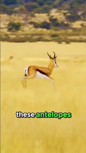 The Springbok The High Speed Acrobat