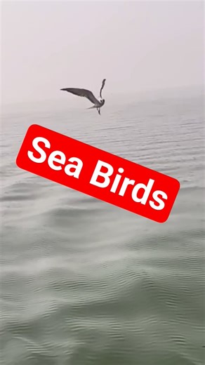 Sea Birds😃 Wings Over Water