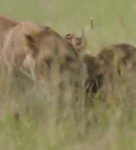 Lion_vs_Monkey!_😱😱😱😱😱_ubscribe_➡_Amazing_video_clips #USA #America #UnitedStates #AmericanDream #StarsAndStripes #LandOfTheFree | SSLG ti ISAT