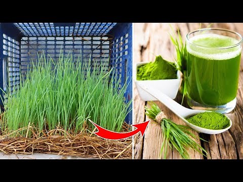 How to grow Barley grass - barley sprouts to make healthy drinking water