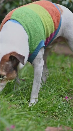 Why Your Dog Eats Grass (The Truth)