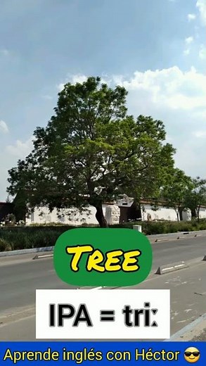 ¿Cómo decir árbol en inglés?
