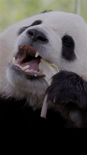 52K views · 832 reactions | Pandas have returned! FedEx's "Panda Express" transported a pair of three-year-old pandas from China to their new home at the Smithsonian National Zoo. | USA TODAY | Facebook