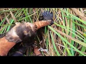 Harris hawk săn trích cồ - Harris hawk hunting