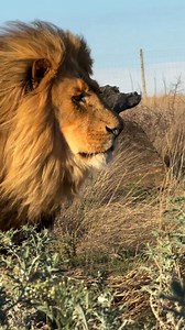 From danger to freedom: This 17-year-old lion, rescued from canned hunting, is now thriving in the wild. A true testament to resilience and second chances. #WildlifeRescue #LionConservation #SecondChances #WildlifeProtection #BigCats #AnimalRescue #EndangeredSpecies #WildlifePhotography #ConservationHeroes #SavingWildlife #NatureLovers #AnimalWelfare | SB Safaris Kenya