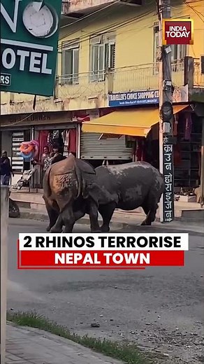 Viral Video: Two Wild Rhinos Spark Panic in Nepal Residential Area | Chitwan District