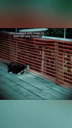 The Whispers of History on Instagram: "In November 2012, a family from Florida took their cat Holly on holiday in their camper van and lost her hundreds of miles from home. They had stopped at Daytona International Speedway when Holly was startled and ran. For days they searched the area, left food out and contacted shelters, but there was no sign of her. Eventually they had to drive back to their home in West Palm Beach without her, believing she was gone for good. Around two months later a thi