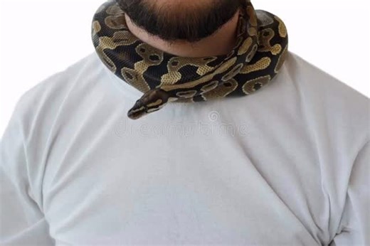 bracia Kłeczek on Instagram: "Mężczyzna zadzwonił na numer alarmowy, informując, że jest duszony przez własnego węża. Zwierzę owinęło się wokół jego szyi, a on sam nie był w stanie się uwolnić. Z tonu rozmowy wyraźnie wynikało, że ma poważne problemy z oddychaniem. Siedem minut później na miejscu pojawili się strażacy. W tym czasie hodowca, którego szyję coraz mocniej ściskał dwumetrowy pyton birmański, tracił już przytomność. Funkcjonariusze, używając znacznej siły, zdołali odwinąć węża i urato