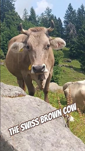 How now brown cow! 🐄 Braunvieh or Swiss Brown are a totally chilled cattle breed from the Swiss Alps