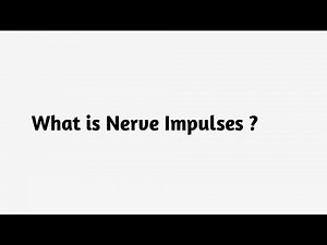 What is Nerve Impulses ?