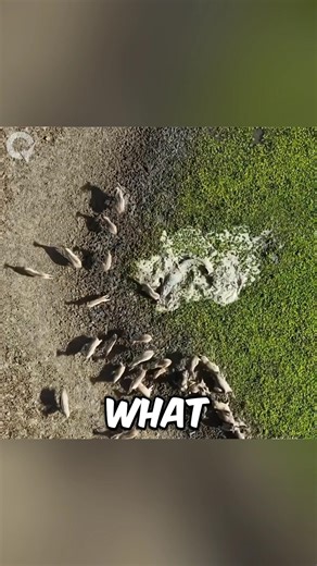 Crocodile Attack on IMPALA