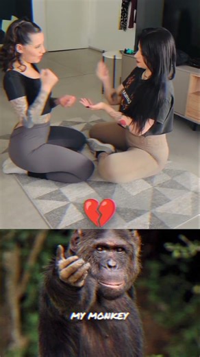 #chihuahua #funny #dogmom