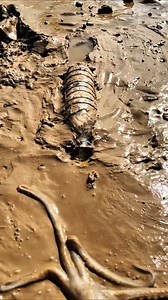 226K views · 1.8K reactions | Octopus  #reels #amazing #intags #find #finding #tools #farming #experiment #powertools #reels #instagram #instagood #handtools #trending #Viral #viralreels #facts #viralvideo #viralvideos #viralreel | Shahid Azmi | Facebook