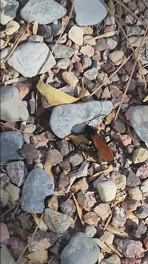 Check out this Tarantula Hawk Wasp