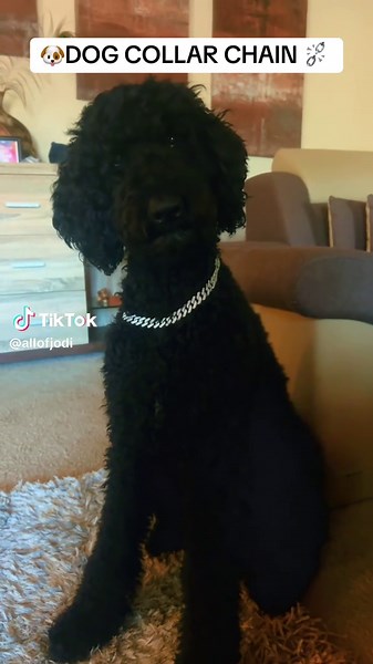 Poodle's Playful Antics with Dog Collar Chain