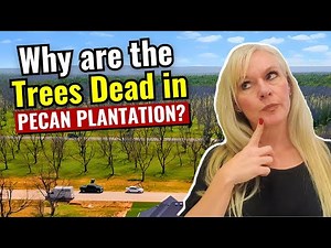 Why are the Trees Dead in Pecan Plantation?