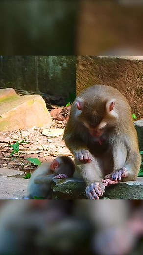 36K views · 606 reactions | Hungry baby monkey tried to have milk but mum rejected it. Part 5 | Monkey Magic | Facebook