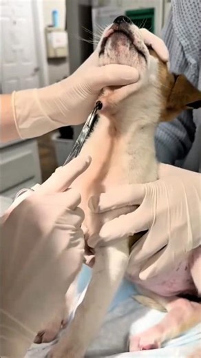 Botfly Removal from Dog’s Throat 🐾🩺 #BotflyRemoval #DogCare #viral