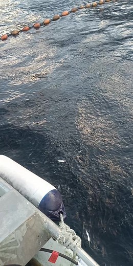 #brisling #purseseine brislingfiske med vikingen