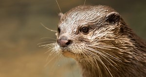 Asian small-clawed otters: Five things you didn't know| Cleveland Zoological Society | January 16, 2018