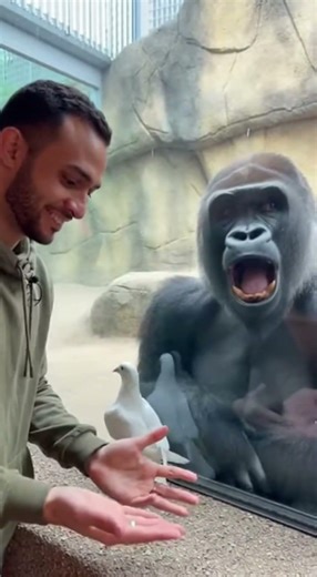 Gorilla Gives a Standing Ovation 😱👏 #goldenretriever
