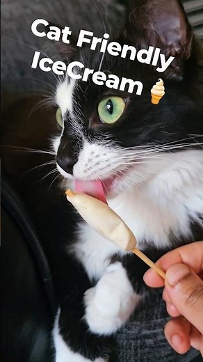 🐱🍦 Easy Cat & Pet Friendly Ice Cream Recipe! (Summer Treat) #Shorts