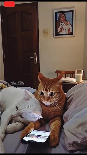 🐱 Funny Cat Moments That Will Make You Laugh! 😂#FunnyCats #CatVideos #CuteCat#CatLovers #ViralVideos