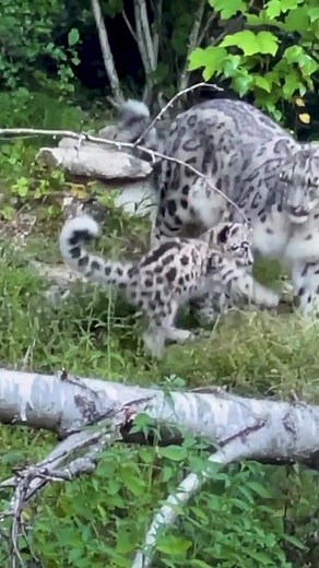 2-Month-Old Snow Leopard Cubs at Zoo Zurich