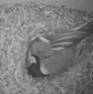 Hier een kijkje bij Circus Koolmees. De acrobatentruc wordt opgevolgd door wat jongleren met eieren. 😂 Geweldig deze beelden! Ze werden ons toegestuurd door Ester Buzing. Alle 11 koolmeesjes zijn overigens uitgevlogen, mochten jullie nog twijfels hebben over de kundigheid van deze koolmees. 🤭 #blijei | Vogelbescherming Nederland