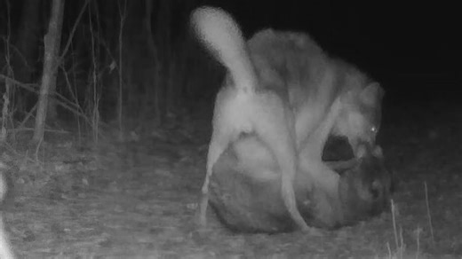 狼群成员之间的食物竞争