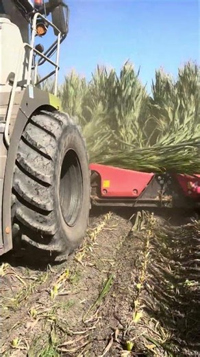 Pushing and chopping corn silage #silage #claas #johndeere #farming #agriculture