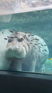 1.9M views · 33K reactions | Timothy is starting his morning with a spa appointment! 鍊 #animals #hippo #cuteanimals | San Antonio Zoo | Facebook