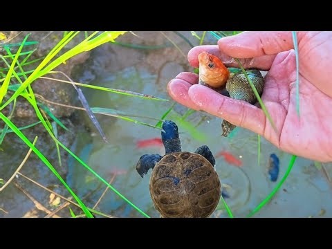 Catch Baby Aquarium Fish in Small Pond – Koi, Goldfish, Puffer Fish & Snails | Relaxing Pond Fishing