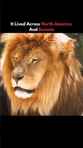 A Cave Lion Found After 28,000 Years 🦁 | Frozen in Time #shorts