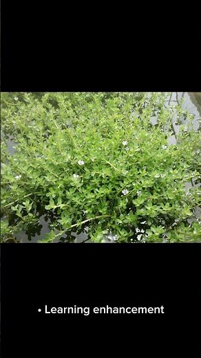 The Ancient Brain Herb Hidden in Wetlands | Bacopa Explained