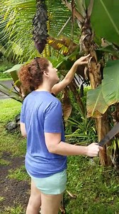 3.6M views · 8.6K reactions | What did I do today? Oh, I just harvested bananas in the jungle on the Big Island. | Meteorologist Jennifer Myers | Facebook